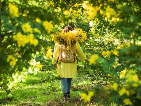 Hiking: In the land of the mimosa