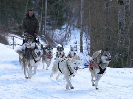 Mushing avec Les traîneaux de la vallée des ours