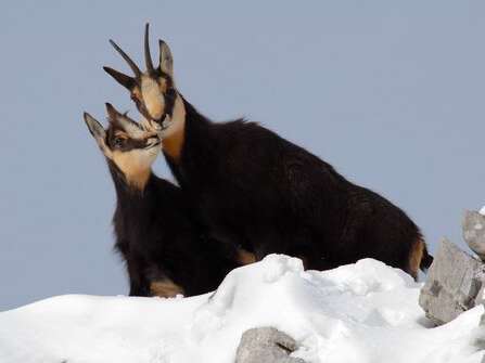 La faune en hiver à raquettes