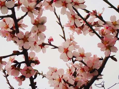 Balade ethnobotanique de l'Amandier