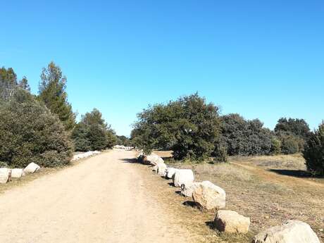 SAINT-RÉMY-DE-PROVENCE - À la rencontre des oiseaux de la Petite Crau