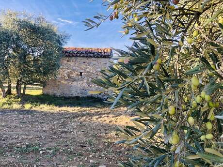 Visite d'oliveraie et dégustation d'huile d'olive bio