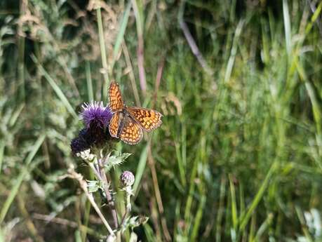 Loub’Atlas - Inventaire participatif de la biodiversité