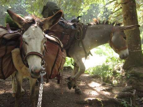 Rando ânes et bivouac - sortie accompagnée pour les enfants