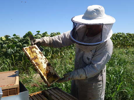 Au cœur de la ruche : élever et protéger ses abeilles