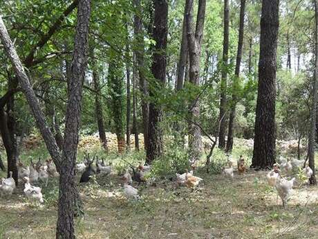 La Ferme des Galinettes