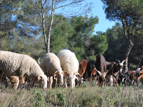 Fromagerie du Mas Reynaud