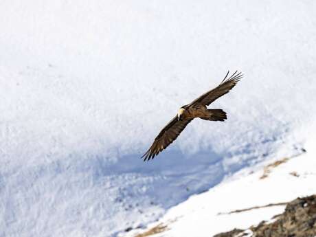 Rdv avec un garde-moniteur : le gypaète barbu du Valgaudemar (copy) (copy)
