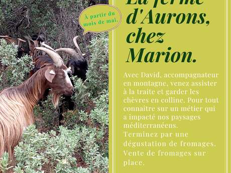 Balade et découverte du pastoralisme en Provence