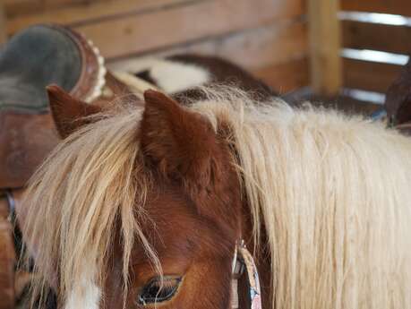 Balades à poneys