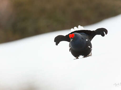 Conférence photo naturaliste - Vivants et sauvages