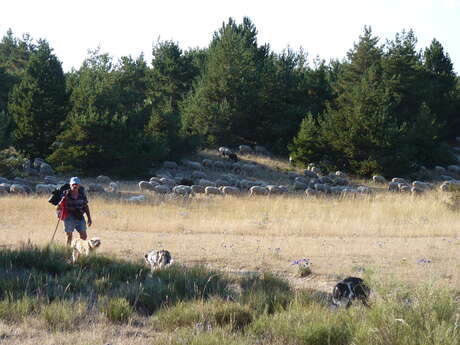 Balade nature : La transhumance