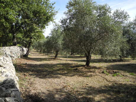 Domaine Oléicole de Belugue / Dominique ROCHER