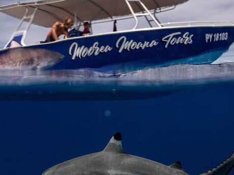 Moorea Moana Tours - Sortie Baleines