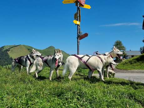 Husky Hike