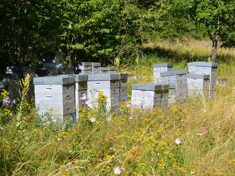 Le Rucher des Terres Sauvages