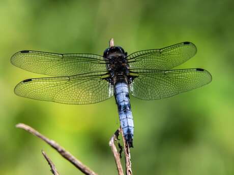 Balade et découverte naturaliste