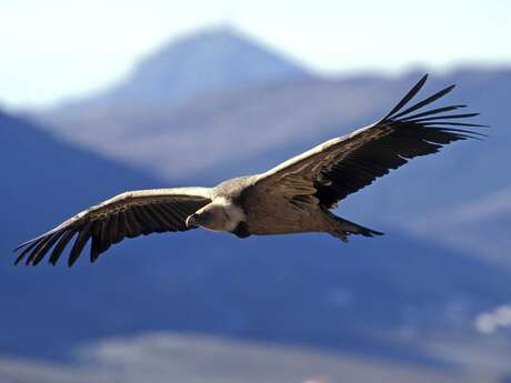 La Maison des Vautours