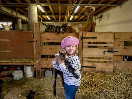 Visit of the Thoules goat farm