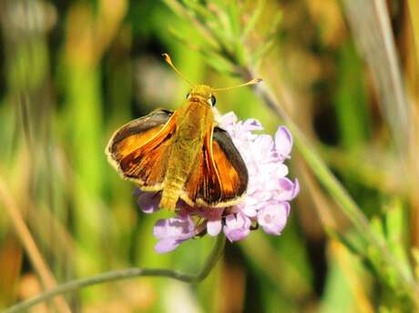 Jardins des papillons