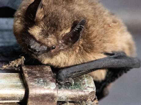 Apéro-Chiro : Film court sur les Chauves-Souris et discussion autour d'un verre