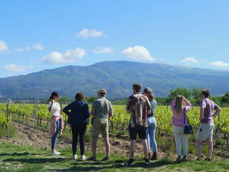 Gourmet wine tour - Terre de Ghaya