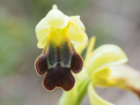 Sortie naturaliste Colinéo :  les ophrys et la flore remarquable de la chaîne de l’Étoile