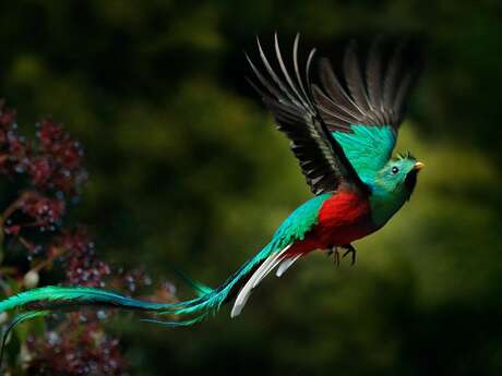 Rencontre - Les oiseaux d'ici et d'ailleurs