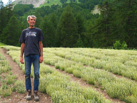 La cueillette d'Olivier Imbert