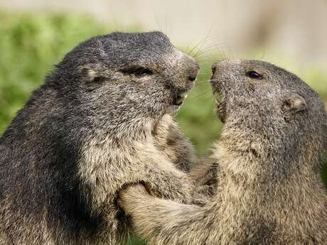 Le message de la marmotte