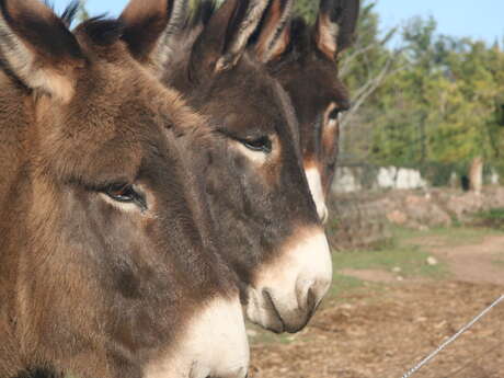 Visite de la ferme pédagogique des 4 saisons