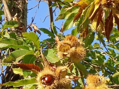Sortie - Automne, châtaignes et champignons Sortie - Automne, châtaignes et champignons