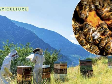 Apiculture – Dans ma ruche