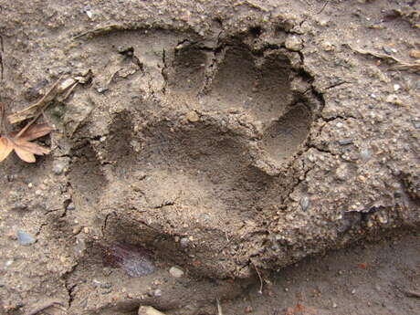 Enquête : traces et indices de la faune forestière