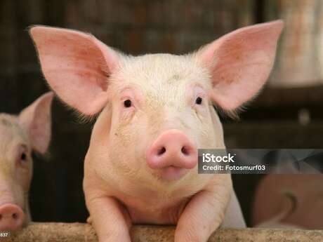 Fête du cochon