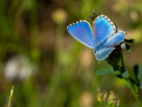 Inventaire participatif autour des insectes