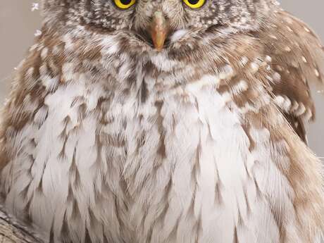 Rencontre avec le photographe animalier Cédric Robion.