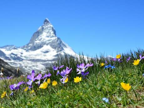 Découvrez les fleurs des Alpes avec le Bureau Montagne de Passy