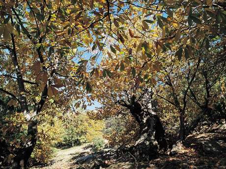 Guided walk: Cork and chestnuts with Mélanie Robeau