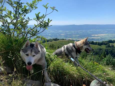 Dog-drawn walk with Symbiose