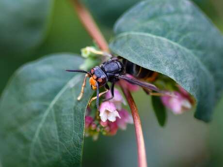Conférence "Protection des abeilles et lutte contre le frelon asiatique"