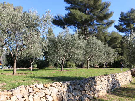 Conservatoire Variétal de l'Olivier