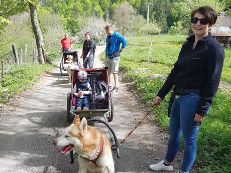 Promenade Sulky attelé avec les chiens de traîneaux