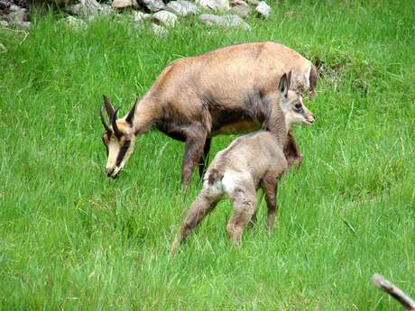 Randonnées pédestres encadrées demi-journée, journée, soirée