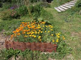 Stage "Tressage de l'osier vivant"