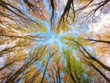 Exhibition: ‘Trees Between Legends and Science