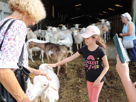 Visite-dégustation chez "Chèvres et saveurs"
