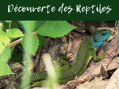 Conférence : Découverte des reptiles
