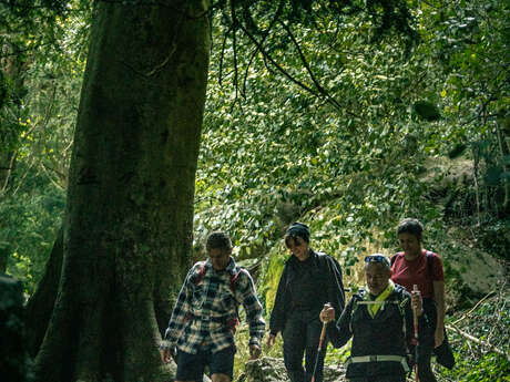 #RDVduParc • La forêt de la Sainte-Baume, joyau de biodiversité