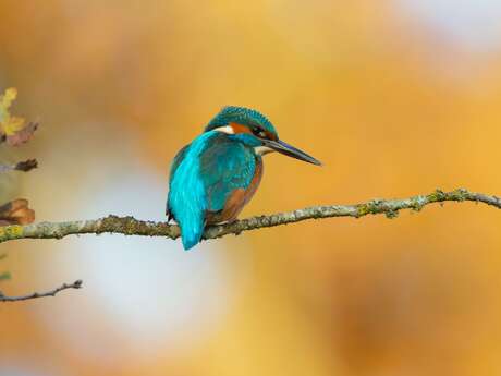 Exposition de photographies nature